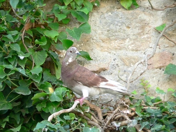 pigeon, tree