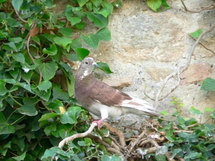 pigeon, arbre