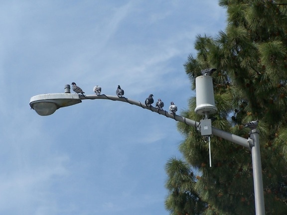 pigeons, light, pole