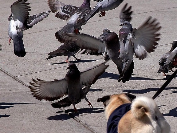 pigeons, taking