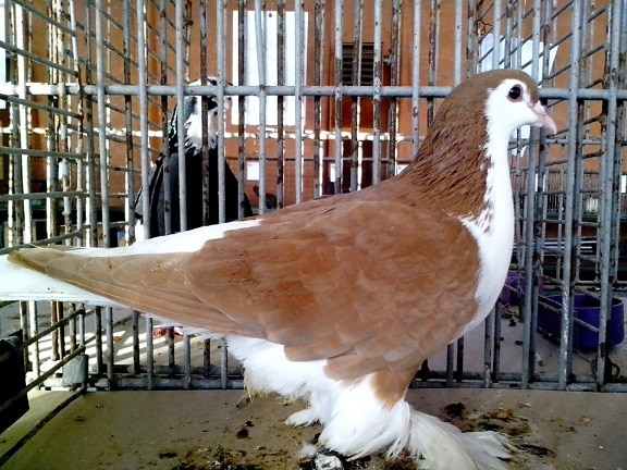 white, brown, pigeon, bird, up-close, posing
