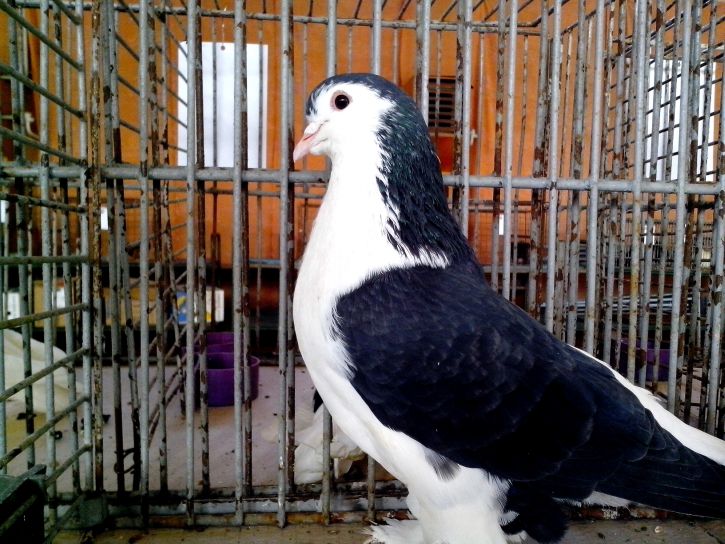 white, black, fancy, pigeon