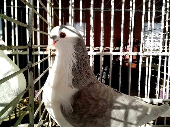 white, gray, pigeon, posing