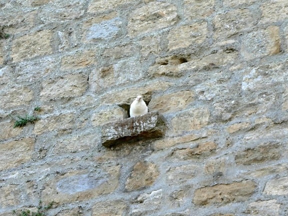 white pigeon, wall