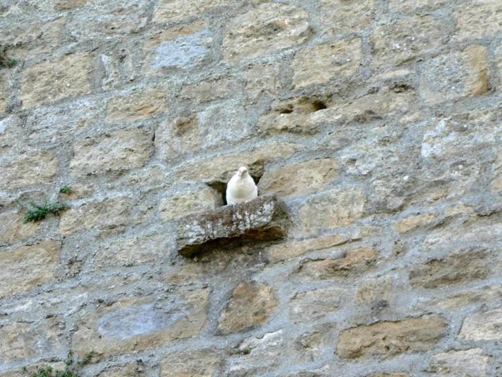chim bồ câu trắng, tường