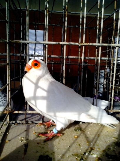 weiße Taube, Vogel Ausstellung