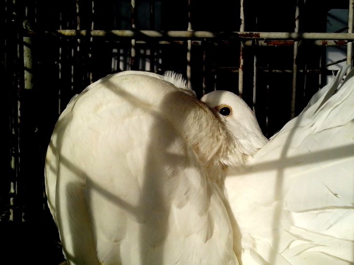Porumbelul alb, cu mândrie, pene