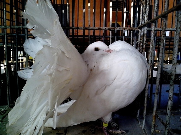 paloma blanca, extendidas, la cola