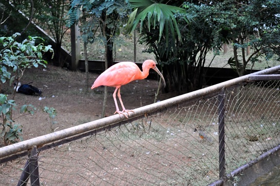 roze tropical, vogel, hek