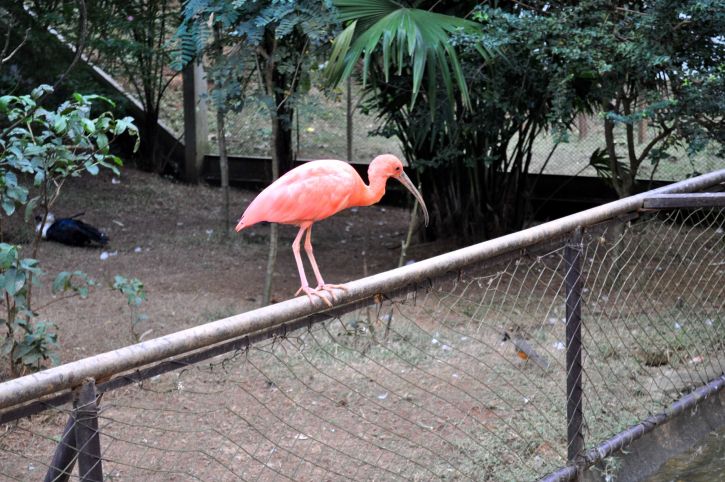 tropical, vaaleanpunainen, aita, lintu