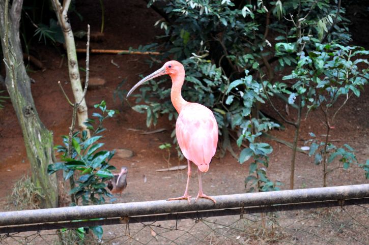 a pink bird with long legs