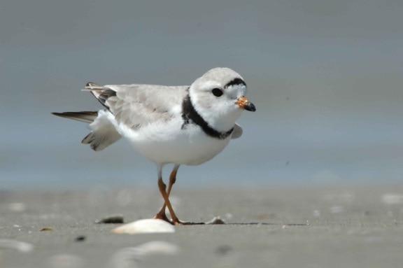 details, image, piping plover, beach