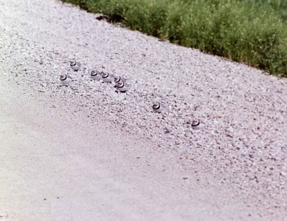 migrating, piping plovers, birds, ground