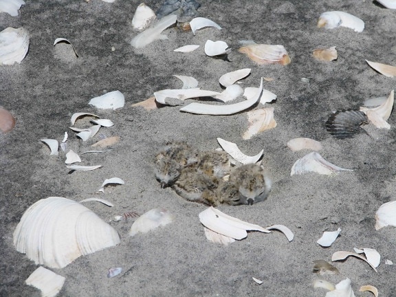hatched, piping plover, charadrius melodus, chicks