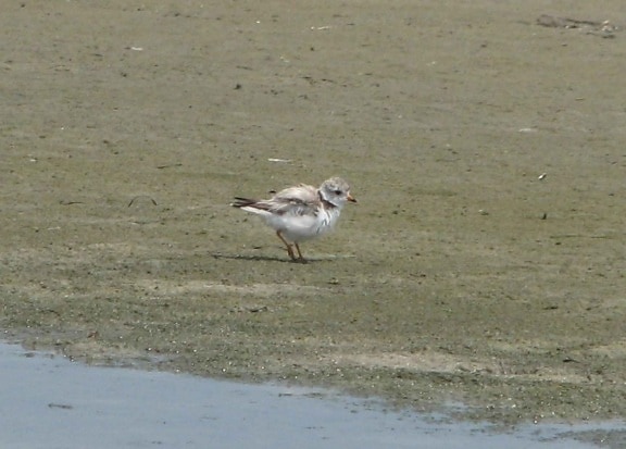 Piping Plover, adulti, uccello