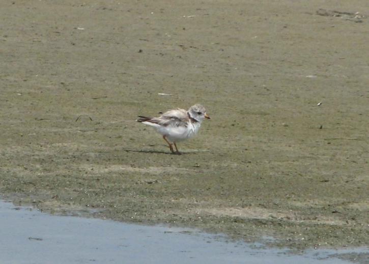 piping plover, adult, bird