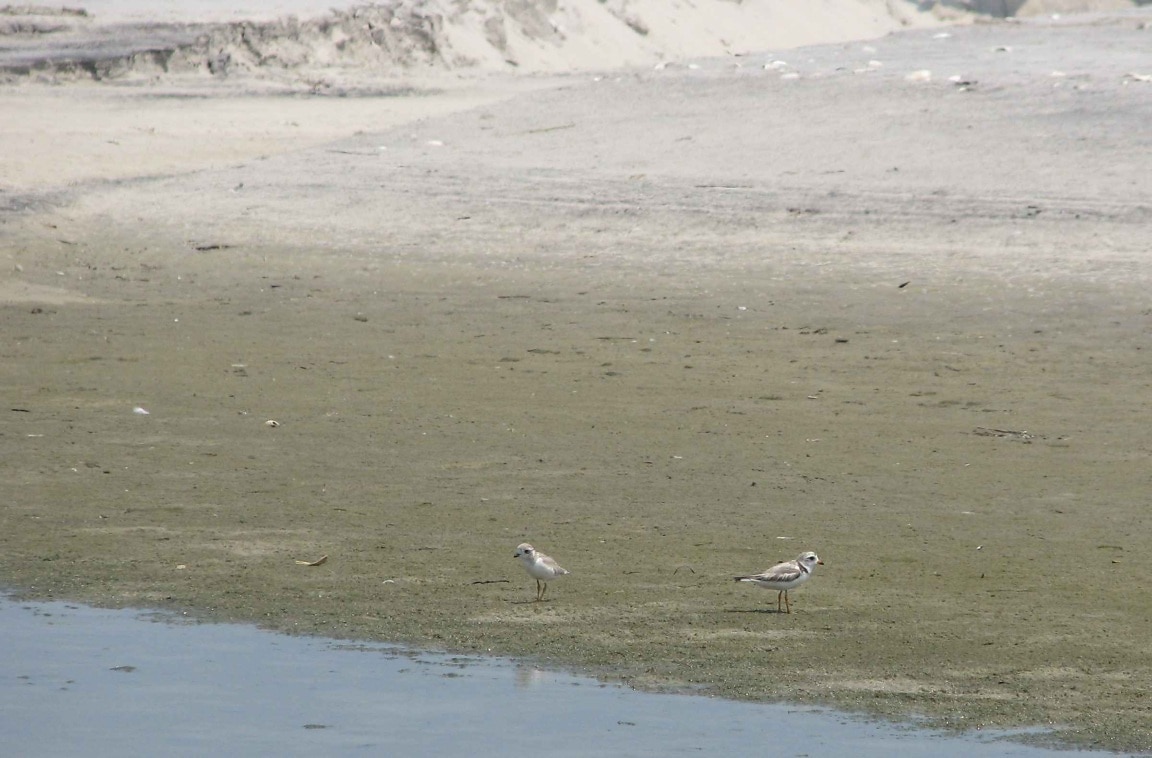 Free picture: piping plover, animals, birds, charadrius melodus