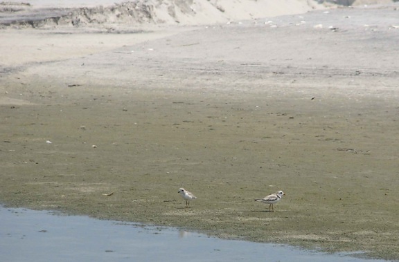 Piping Plover, animali, uccelli, melodus Charadrius