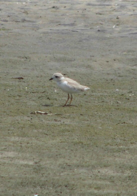 piping plover, charadrius melodus, chick