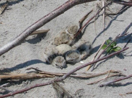 piping plover, charadrius melodus, chicks, nest