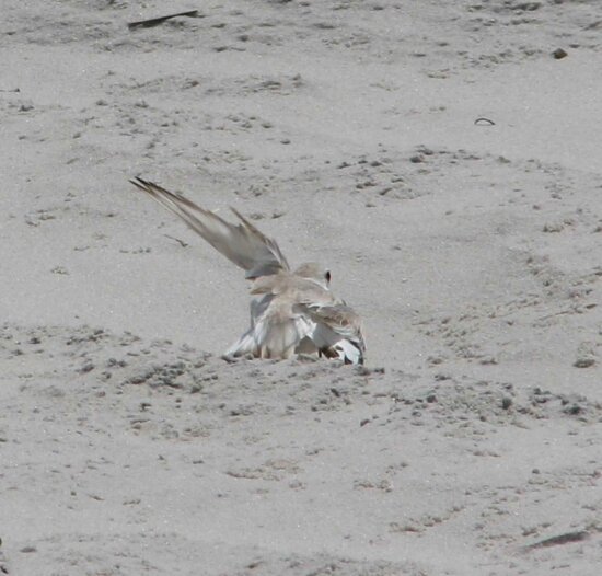 piping plover, charadrius melodus, broken, wing, display, protect, young