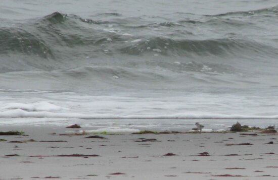 piping plover, chick, big, wave