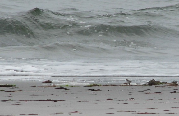 piping plover, chick, big, wave