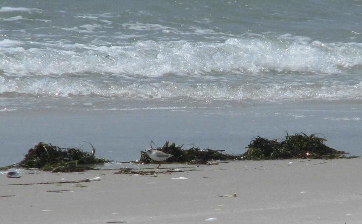 piping plover, chick, shore