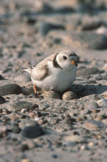 piping plover, female, bird, guards, egg, nest, sand, charadrius melodus
