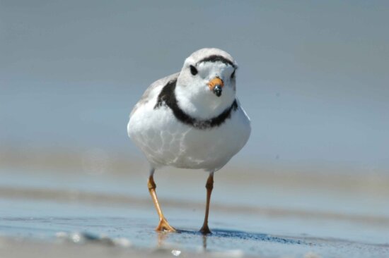 Free picture: cute, little, piping plover, chick, bird