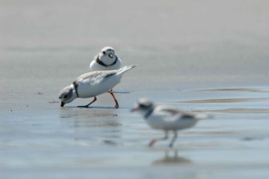 piping plovers, eating, beach
