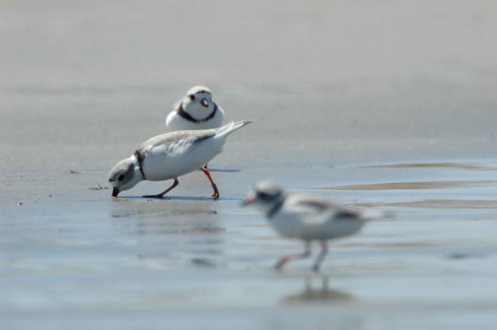 piping plovers, eating, beach