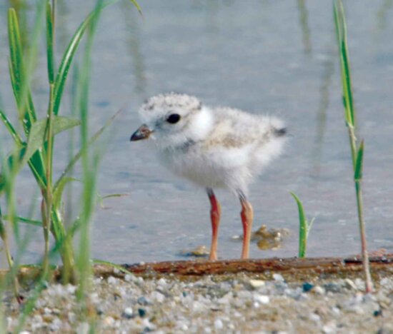 young, piping plover, standing, water, charadrius melodus