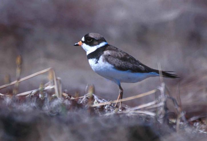 semipalmated, plover, птах