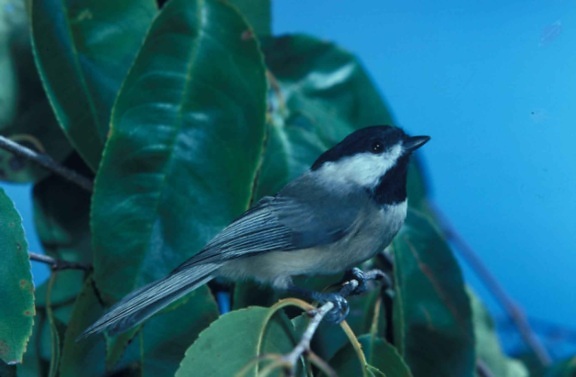 poecile carolinensis, bird