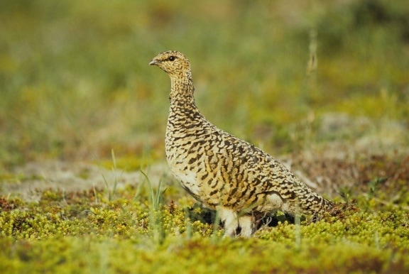 female, willow, ptarmigan, bird, lagopus lagopus, standing, short vegetation