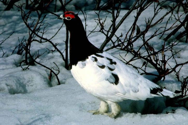 วิลโลว์ ptarmigan วิลโลว์ ไก่ป่า นก lagopus lagopus ยืน หิมะ
