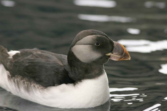 horned, puffin, bird, winter, plumage, fraterculata arctica