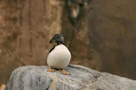 horned, puffin, winter, plumage
