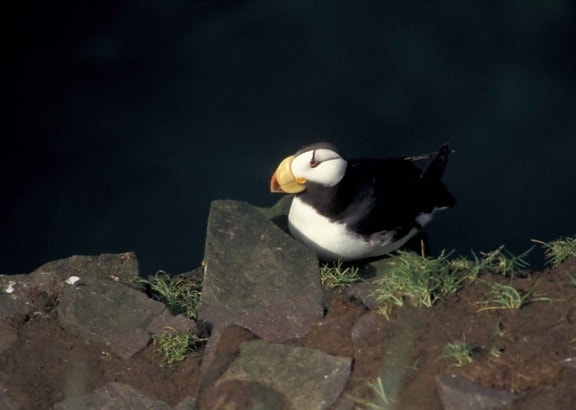 horned, puffin, hall, island