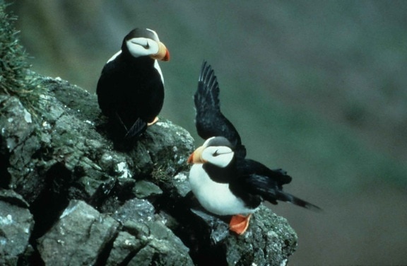 horned, puffin, pair, rocks