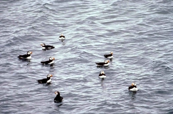 horned, puffins, water