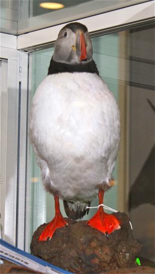 mounted, horned, puffin, bird, display