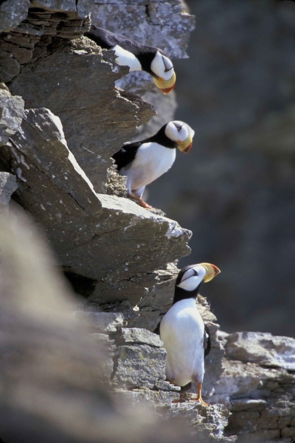 puffins, horned, birds, albatross, seabird, bird
