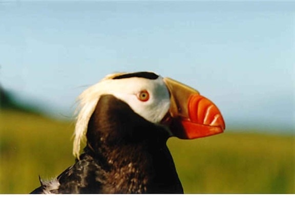 แมโคร ภาพ tufted นกพัฟฟิน นก หัว