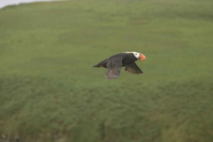 tufted, puffin, bird, flight green grass, background