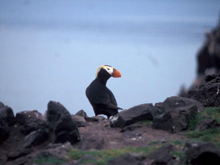 tufted, puffin, bird, looking, shoulder