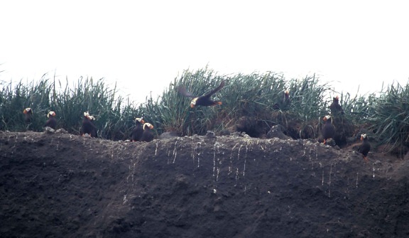 tufted, puffin, burrows