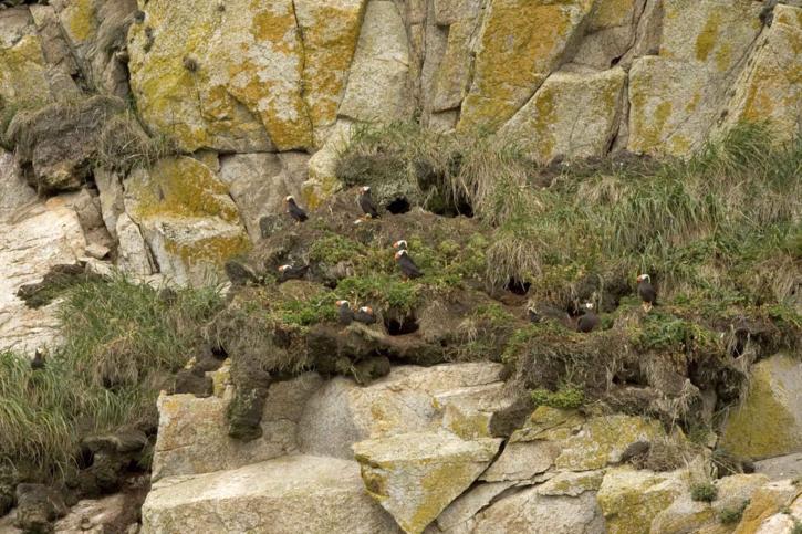 tufted, puffin, burrows, nests, cliffs