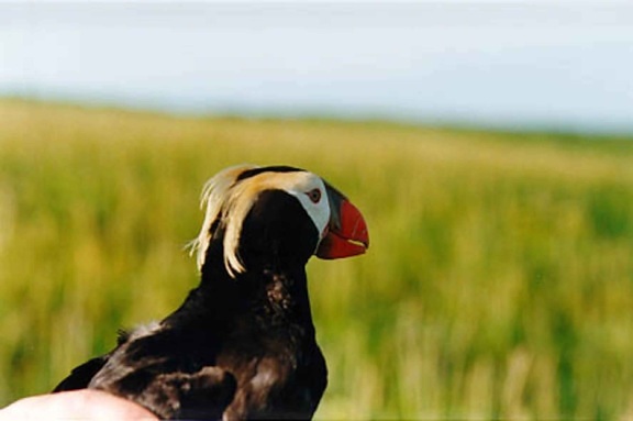 tufted, puffin, hands, up-close, head, bird